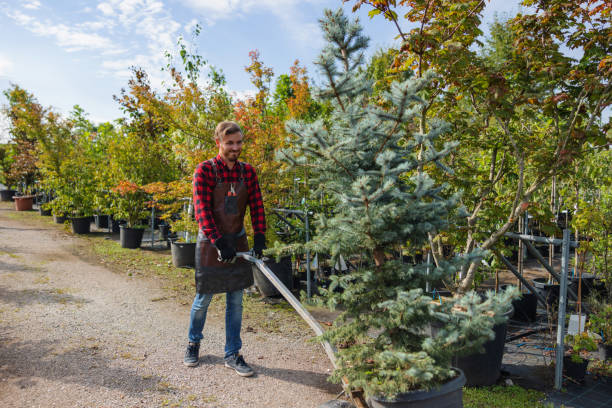 Best Tree Risk Assessment  in Triana, AL